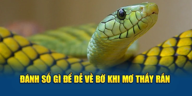 Đánh số gì để dễ về bờ khi mơ thấy rắn