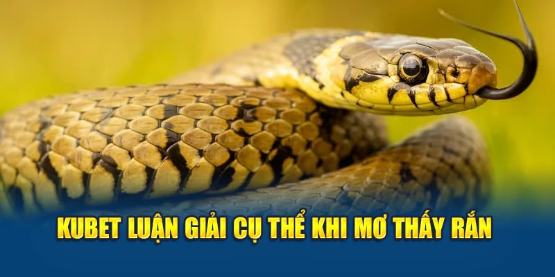 Kubet luận giải cụ thể khi mơ thấy rắn